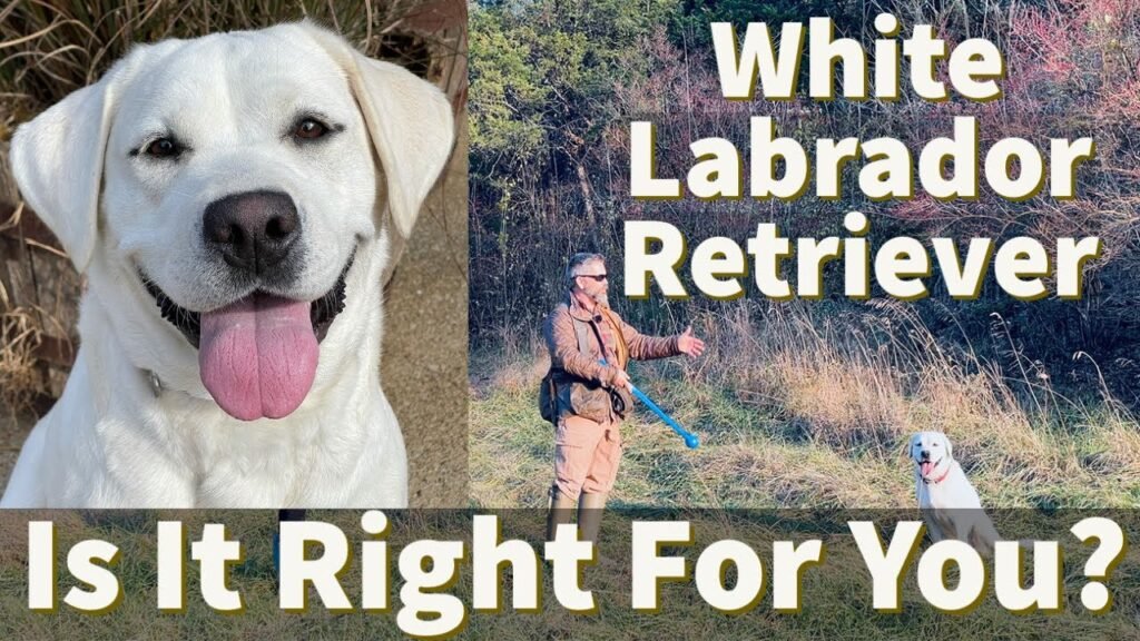 Understanding the White Labrador: Characteristics, Care, and Competitions